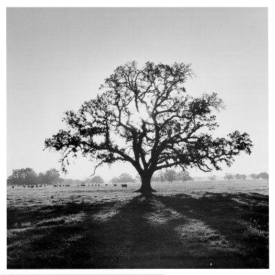 ansel-adams-oak-tree-sunrise