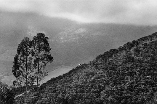 salgado2