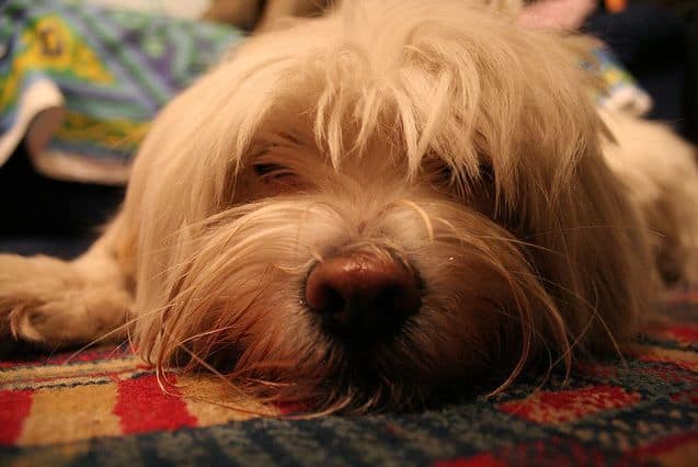 Come fotografare gli animali domestici