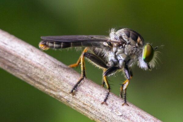macro