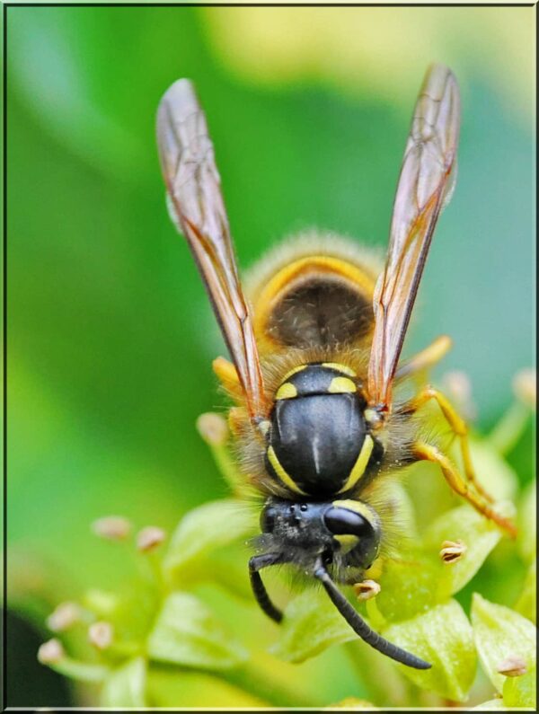 macro