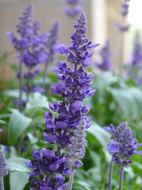 fiore