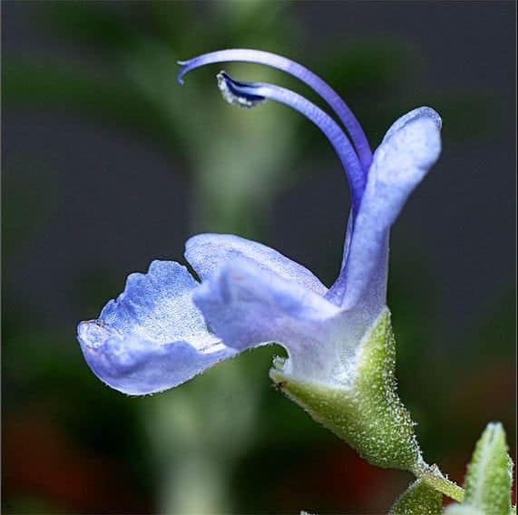 macro conflash