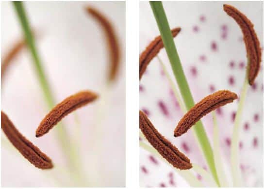 macro profondità
