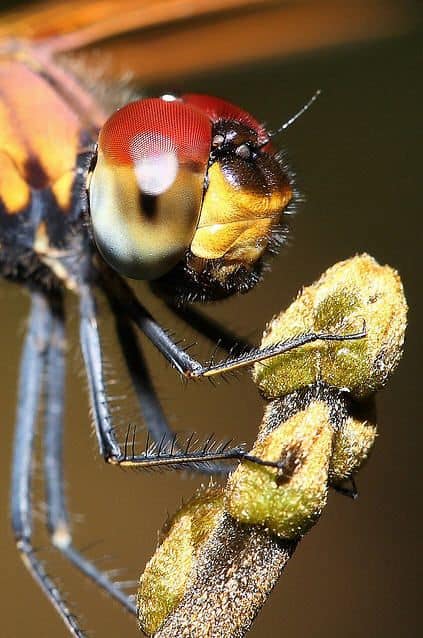 mosca