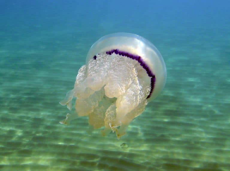 La guida per la fotografia subacquea