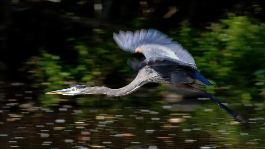 panning1