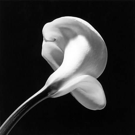 Robert Mapplethorpe fiore
