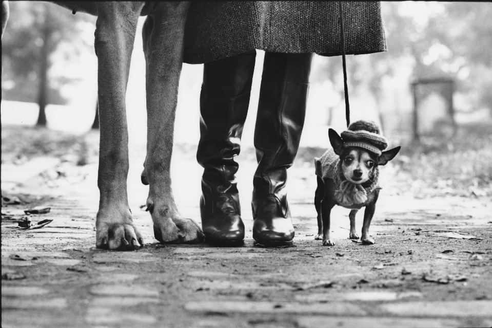 erwitt 2