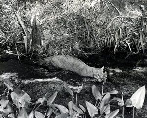 everglades ebbets