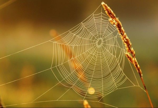 Copyright Julie Falk