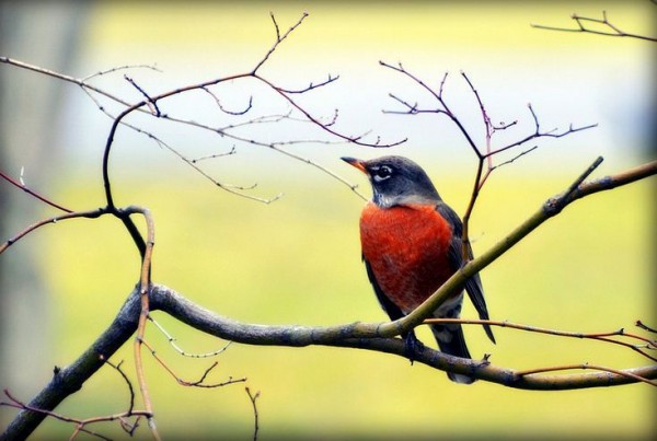 fotografare gli uccelli - copyright Barbara (https://goo.gl/QBVg1o)