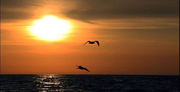 fotografare gli uccelli - Copyright Chris-Havard Berge (https://goo.gl/B5UWnZ)