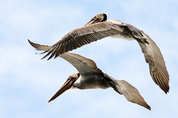 fotografare gli uccelli - Copyright Mike Baird (https://goo.gl/aCKdoq)