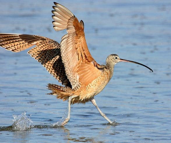 fotografare gli uccelli - Copyright Mike Baird (https://goo.gl/KZQSQ9)
