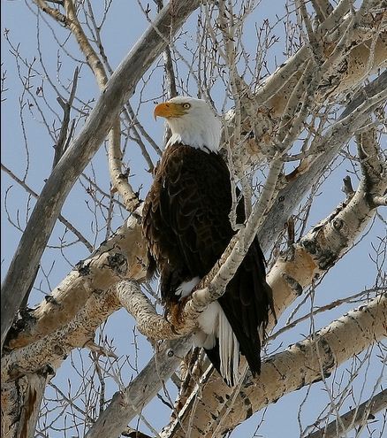 fotografare gli uccelli - copyright USFWS Mountain-Prairie (https://goo.gl/Poe6RW)
