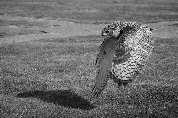 fotografare gli uccelli - Copyright Michael Dales (https://goo.gl/W1LOmW)