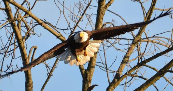 fotografare gli uccelli - Copyright Ellen & Tony (https://goo.gl/W8fa2C)