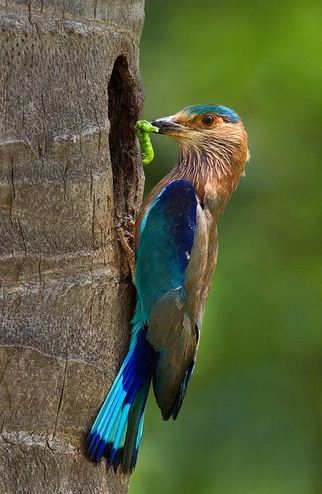 fotografare gli uccelli - Copyright najeebkhan2009 (https://goo.gl/hKWWEo)