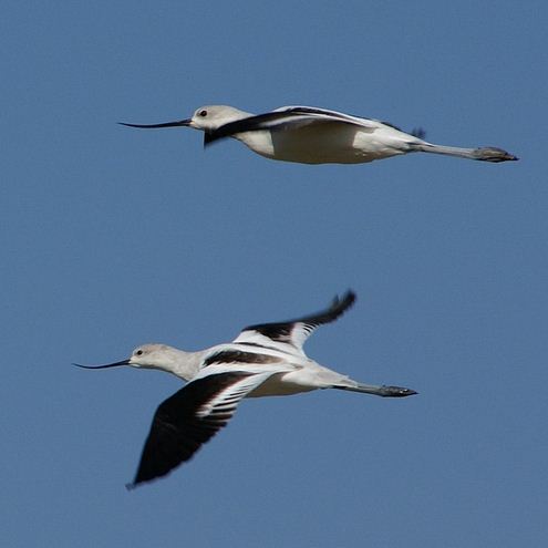 fotografare gli uccelli - Copyright david Baron (https://goo.gl/L7K249)