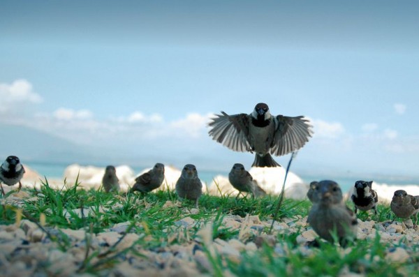 fotografare gli uccelli - Copyright Riccardo Cuppini (https://goo.gl/BzH8ON)