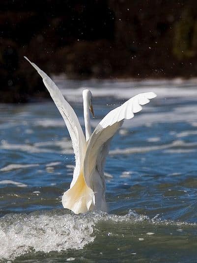 fotografare gli uccelli - Copyright Milke Baird (https://goo.gl/mcm87D)