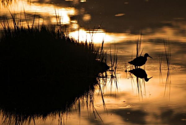Fotografare gli Uccelli - Copyright Lee (https://goo.gl/30619c)