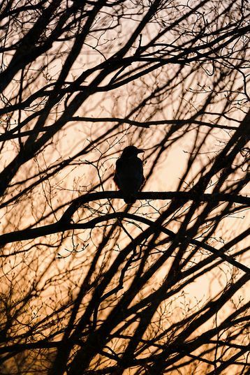 fotografare gli uccelli - Copyright Tambako The Jaguar (https://goo.gl/fNqnge)