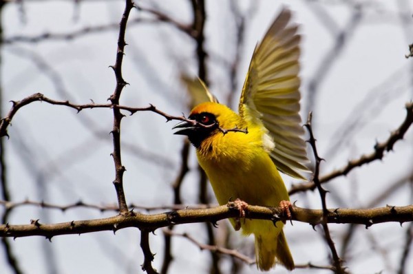 fotografare gli uccelli - Copyright Jack Zalium (https://goo.gl/URtdwY)