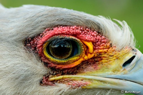 fotografare gli uccelli - Copyright Martin Heigan(https://goo.gl/EX7JII)