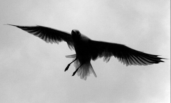 fotografare gli uccelli - Copyright Daniele Muscetta (https://goo.gl/GoMQhm)