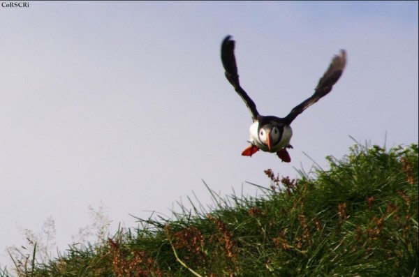fotografare gli uccelli - Copyright Cristiano Corsini (https://goo.gl/ifcfJ2)
