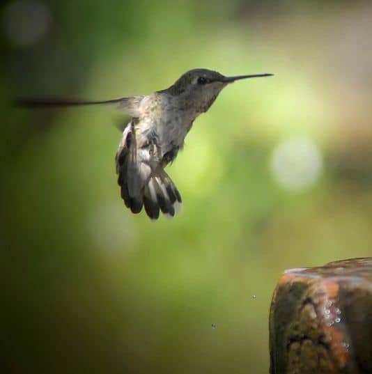 fotografare gli uccelli - Copyright Jack Wolf (https://goo.gl/4RSQOA)