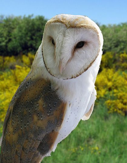 fotografare gli uccelli - Copyright Giovanni (https://goo.gl/XqyITY)