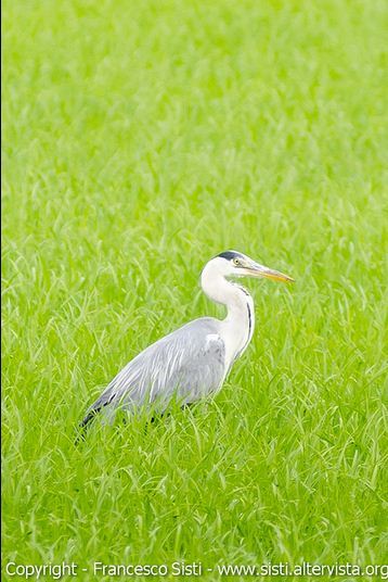 fotografare gli uccelli - Copyright Francesco Sisti (https://goo.gl/e1omXg)