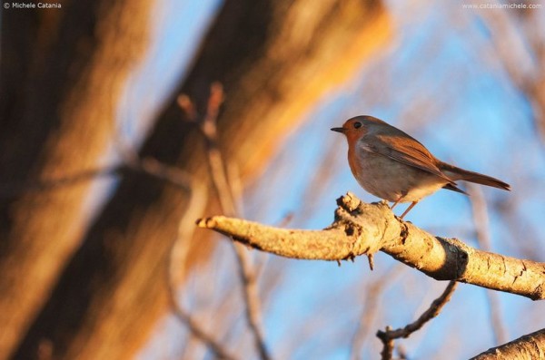 Fotografare gli Uccelli - Copyright Michele Catania (https://goo.gl/AtNFFf)