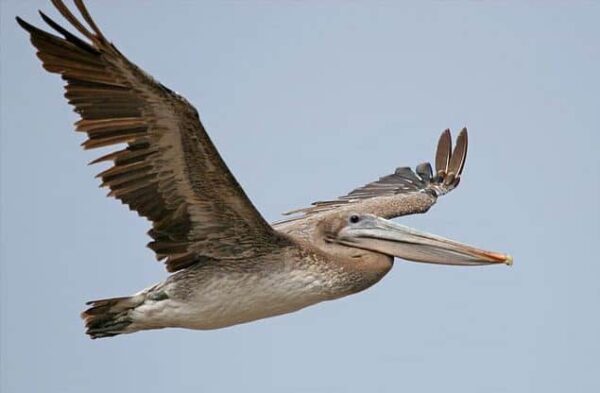 fotografare gli uccelli - Copyright Mike Baird (https://goo.gl/RziIDC)