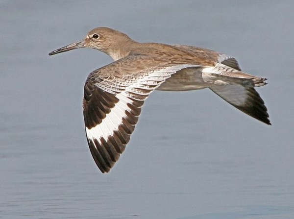 fotografare gli uccelli - Copyright Mike Baird (https://goo.gl/TV6B1M)