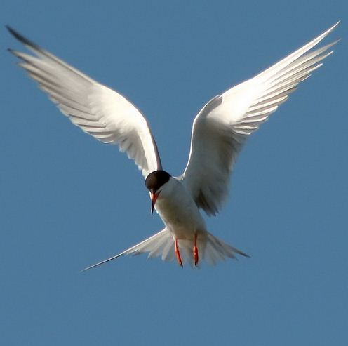 fotografare gli uccelli - Copyright Jack Wolf (https://goo.gl/RSLRmJ)
