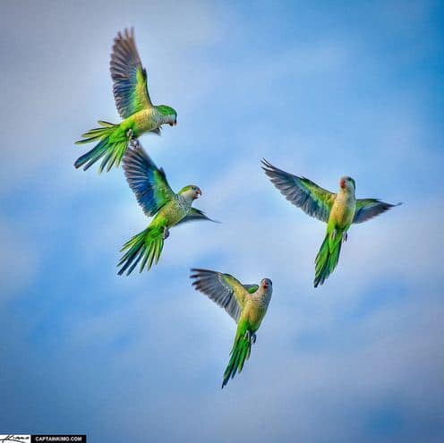 fotografare gli uccelli - Copyright Kim Seng (https://goo.gl/vy25uL)