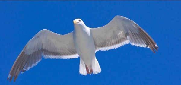 fotografare gli uccelli - Copyright Julian Schroeder (https://goo.gl/unLlSC)