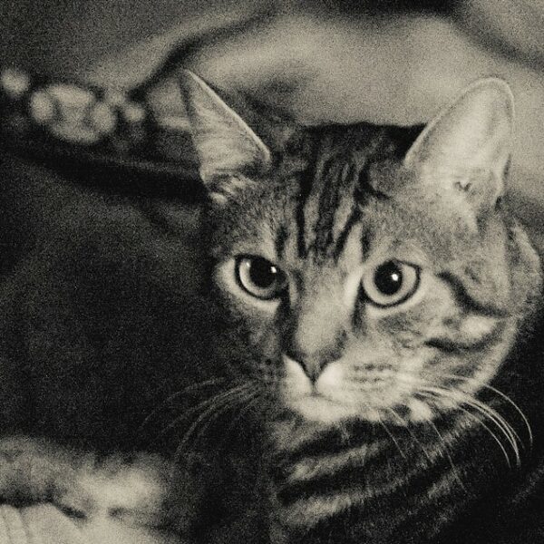 d800-25600iso_b_w_dettaglio