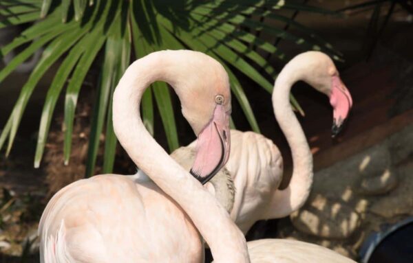 fotografare allo zoo