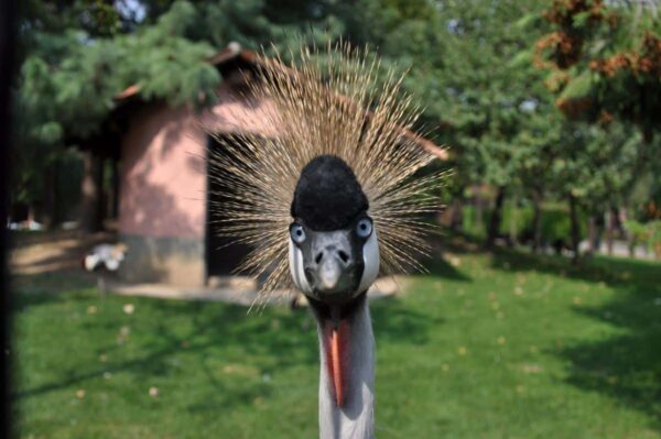 occhi zoo fuoco