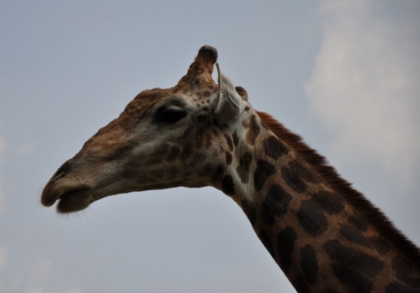fotografare allo zoo