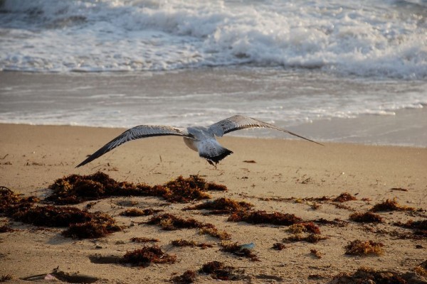 foto di spiagge