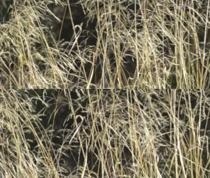 Differenti bitrate (18vs65) nella ripresa video con una Nikon d7000 nella risoluzione 670x568