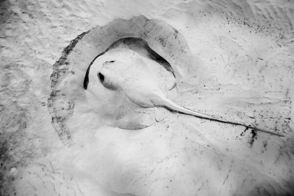 Jorge Cervera Hauser