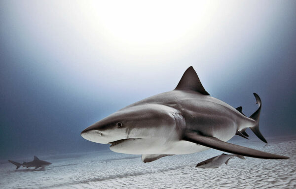 Jorge Cervera Hauser