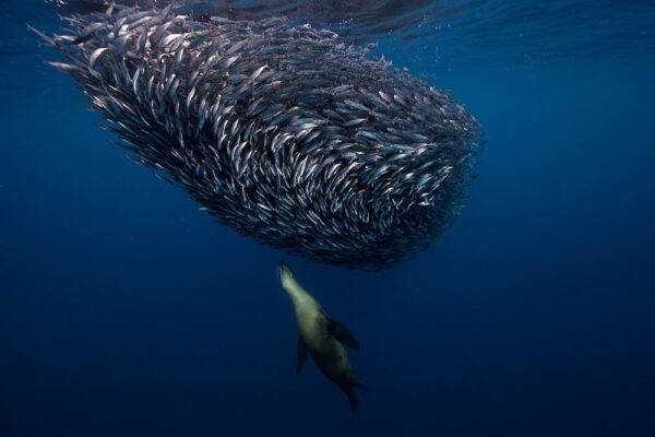 Jorge Cervera Hauser